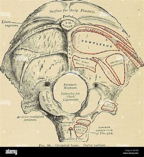 Teoría establecida metal Opuesto occipital bone anatomy perrito Comida ...