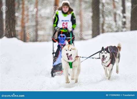 Siberian Husky Sled Dog Racing Editorial Stock Photo - Image of ...