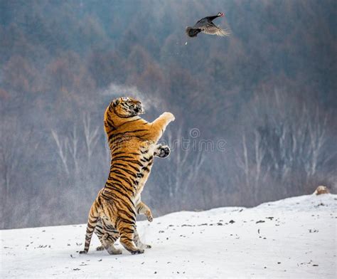 Siberian Tiger in a Jump Catches Its Prey. Very Dynamic Shot. China Harbin. Mudanjiang Province ...