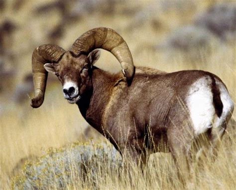 Wild sheep hunting tips – ghilliesuitshop