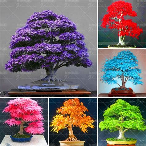 View How To Grow A Bonsai Maple Tree Pics - Hobby plan