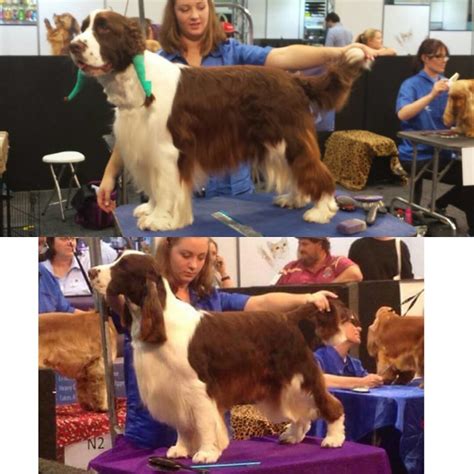 News! - Raise the Woof Grooming Salon