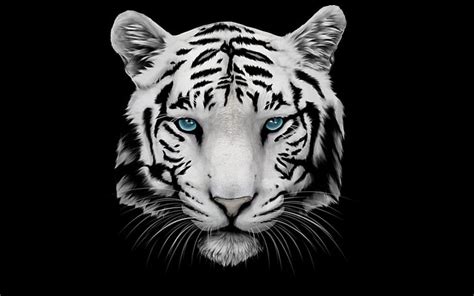 Details more than 65 wallpaper tiger white latest - in.cdgdbentre