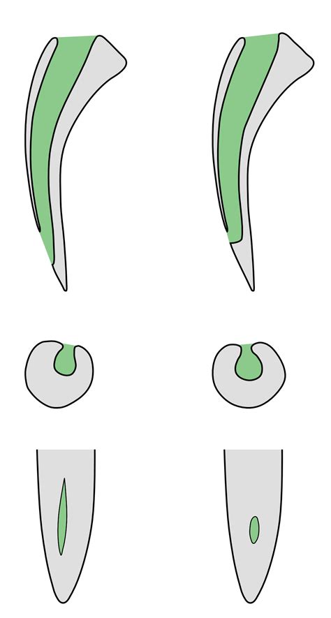 Spitting cobra | Wiki | Everipedia