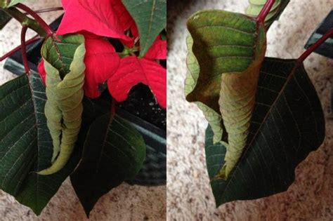 Poinsettia Leaves Curling (5 Causes And Here's What To Do) - Garden For ...