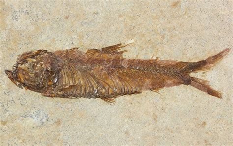 Small, 2.2" Knightia Fossil Fish - Wyoming (#47509) For Sale - FossilEra.com