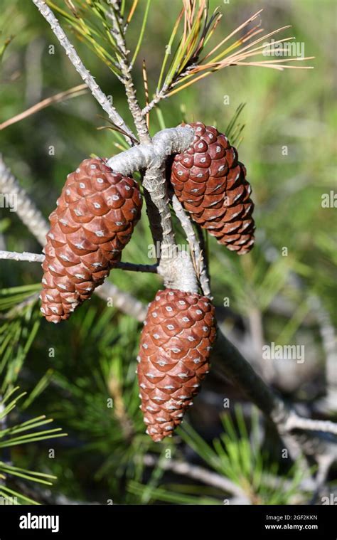 Aleppo pine cone hi-res stock photography and images - Alamy