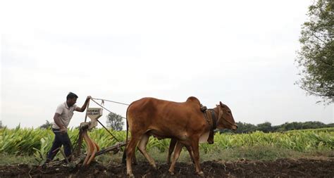 The Diffusion of Crops in Eurasia: Rise & Spread | Shortform Books