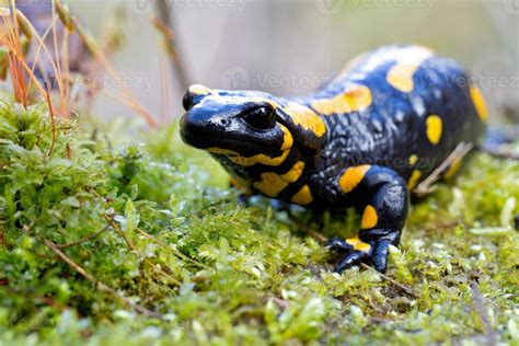 fire salamander 850605 Stock Photo at Vecteezy