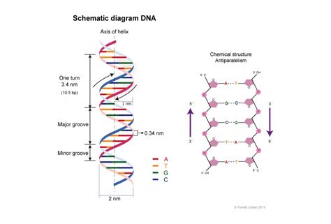 The Dna Double Helix Structure Model - Clip Art Library