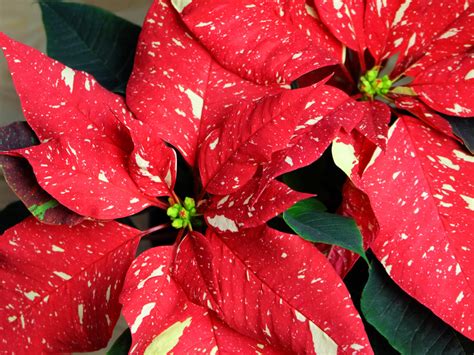 Gorgeous New Poinsettia Varieties to Keep Holiday Spirits Bright - Sunset