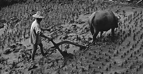 Manila Agriculture School created by decree of November 29, 1887, was established on July 2, 1899