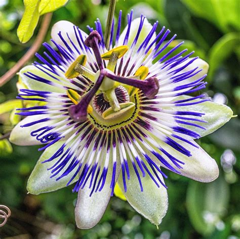 Purple and Cream Passionflower Exotic Plants, Exotic Flowers, Tropical Plants, Colorful Flowers ...