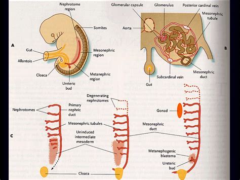 PPT - Urinary system Systema urinarium PowerPoint Presentation, free ...