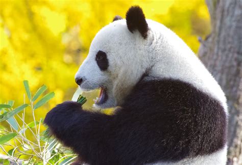 HD wallpaper: photography of panda lying on grass, bear, japan, animal, cute | Wallpaper Flare