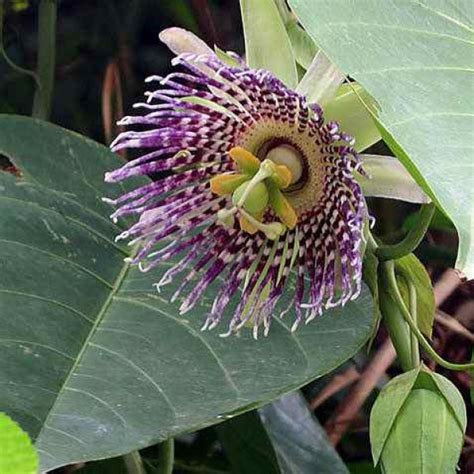 buy Sweet Granadilla Seeds Online - Rarexoticseeds