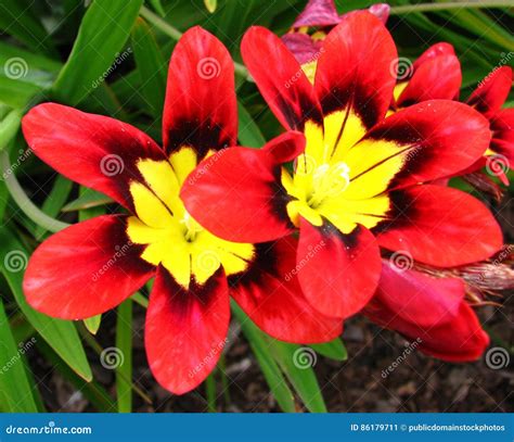 Red-and-yellow Flowers Picture. Image: 86179711