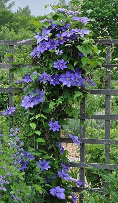 Flowering Vines for Your Garden Elegant How to Grow Clematis Gardeners ...