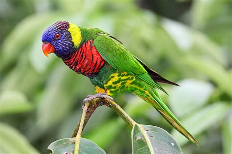 Living Jungle | Rainbow Lorikeet