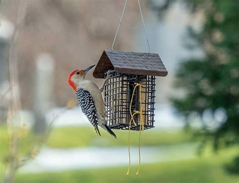 Attracting Woodpeckers: Peanut Feeders and Preferences – Nature Blog Network