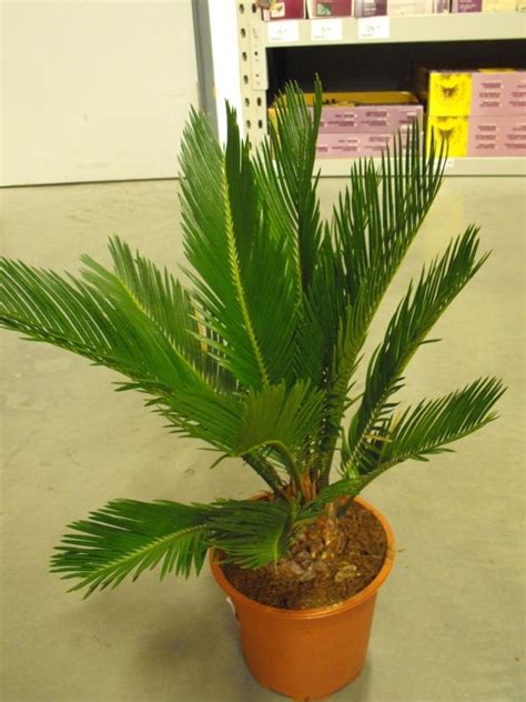 Sago Palm - Cycas Revoluta - Care and Growing Indoors | Sago palm, Palm ...