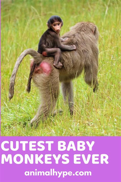 Baby Monkey Riding on Mama | Baby monkey, Cute baby monkey, Pet monkey