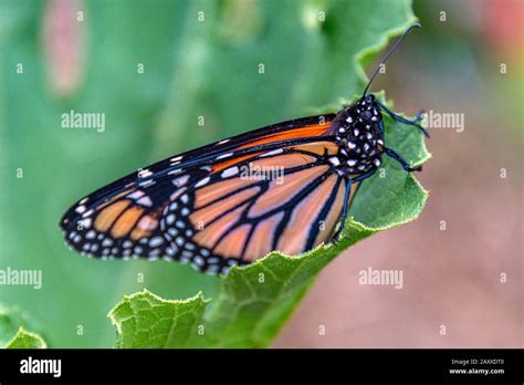 A monarch butterfly (Danaus plexippus), with folded wings, rests on. a ...