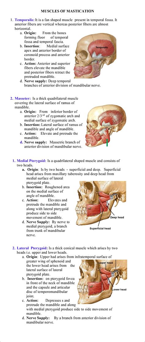 Muscles of Mastication and Temporomandibular Joint - Anatomy QA