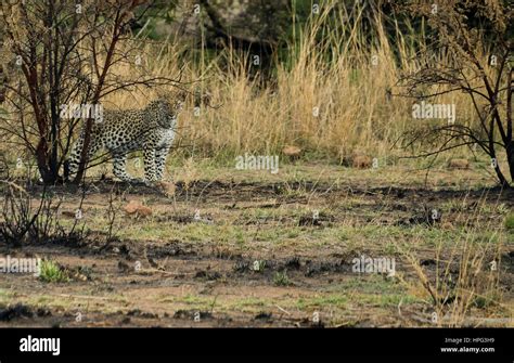 South Africa Wildlife Stock Photo - Alamy