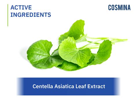 Centella Asiatica Extract (สารสกัดจากใบบัวบก) - COSMINA