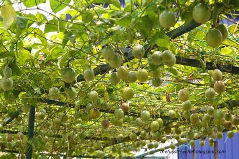 Passion Fruit Plant Care Indoors - Garden Plant