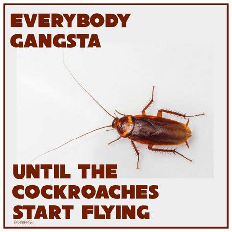 Cockroach Infestation: Types and Prevention Tips - Who Who Carpet Cleaning