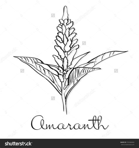 Amaranth Stock Vector Illustration 376968469 : Shutterstock Flower Logo ...