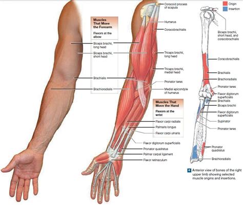 Anatomy Of The Upper Arm