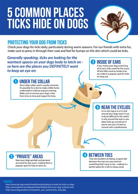 Check dog's neck, armpits, around ears and between toes for ticks