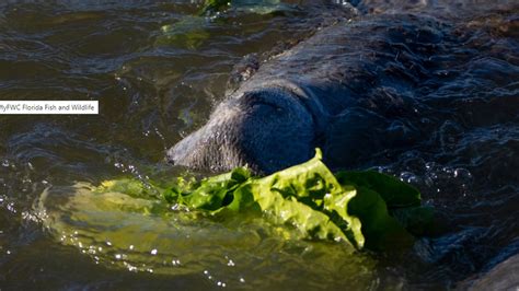 Manatee feeding begins on Florida’s east coast: officials | WFLA