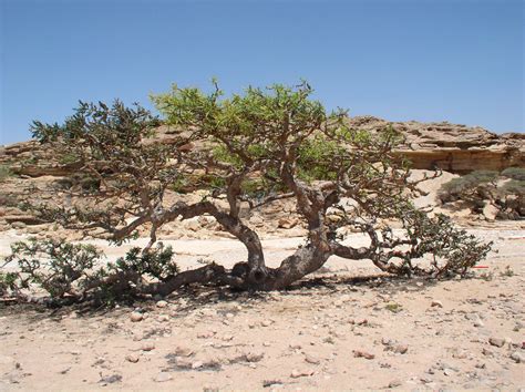 Life Lessons from a Frankincense Tree - The Planthunter