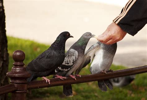 Man feeding pigeons stock image. Image of street, generosity - 47554263