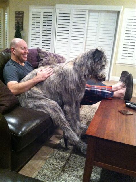 I think Jack thinks he's human lol Irish Wolfhound, 10 months | Irish ...