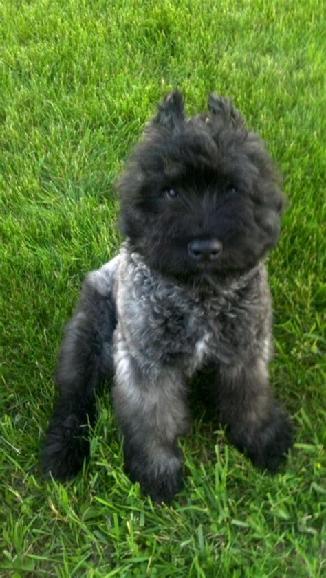 Bouvier Des Flandres Puppy on Green Field | Bouviers des flandres, Puppies, Beautiful dogs