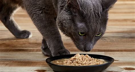 Feeding Your Cat a High-Protein Cat Food | BeChewy