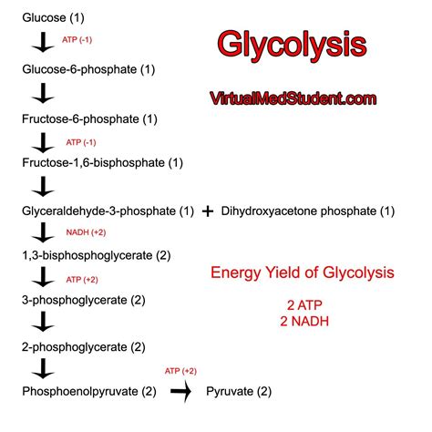 Cellular Respiration Steps Reactants And Products