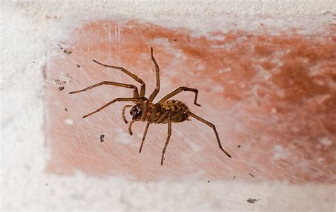 Identifying Spiders West Palm Beach, FL | Empire Pest Defense