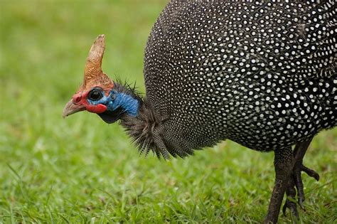 THE HELMETED GUINEA FOWL. OF AFRICA VS OF U.S | BackYard Chickens ...