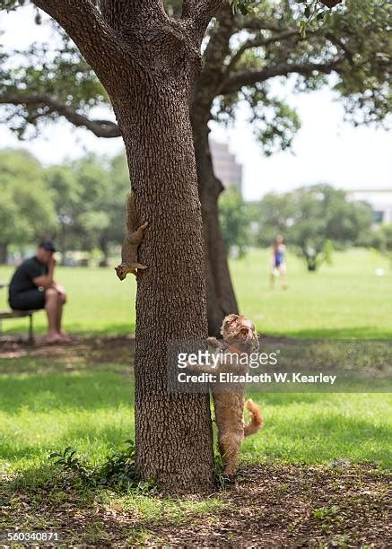 19 Dog Chasing Squirrel Stock Photos, High-Res Pictures, and Images ...