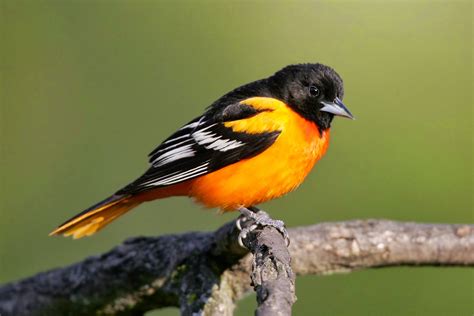 Baltimore Oriole