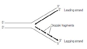 Okazaki Fragments | Definition, Formation & Function - Lesson | Study.com