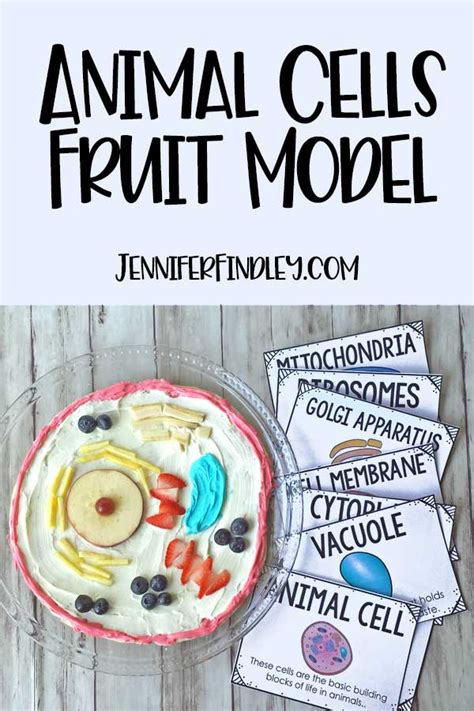 Edible Animal Cells - Teaching with Jennifer Findley