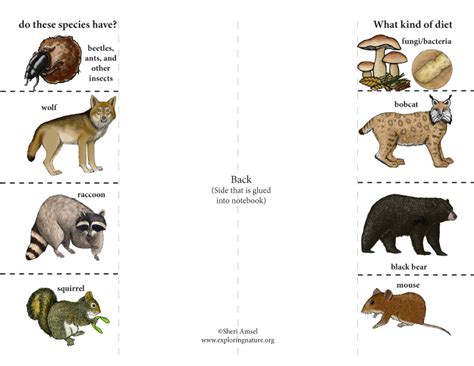 Animal Diets: Foldable Activity