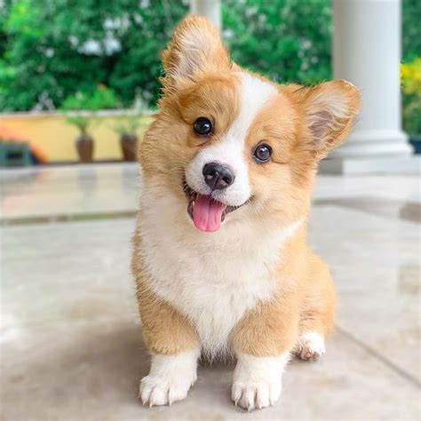 Ella es Baby, la cachorrita corgi que vas a querer abrazar en este ...